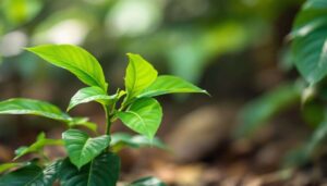 Come rimediare subito quando la dipladenia fa tutte le foglie gialle